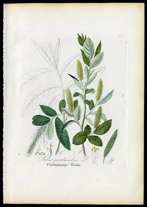 Bild des Verkufers fr Fnfmnnige Weide - Salix pentalandra zum Verkauf von Antiquariat Stefan Wulf