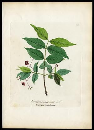 Warziger Spindelbaum - Evonimus verrucosus