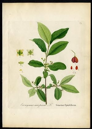 Gemeiner Spindelbaum - Evonymus europaeus
