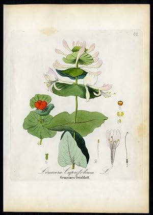 Bild des Verkufers fr Gemeines Geisblatt - Lonicera caprifolium zum Verkauf von Antiquariat Stefan Wulf