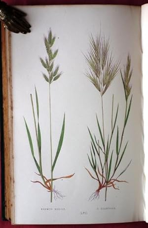 Bild des Verkufers fr A Natural History of British Grasses. zum Verkauf von Patrick Pollak Rare Books ABA ILAB