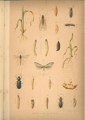 Insetti nocivi al frumento con tavole cromolitografiche. Fascicolo 1°