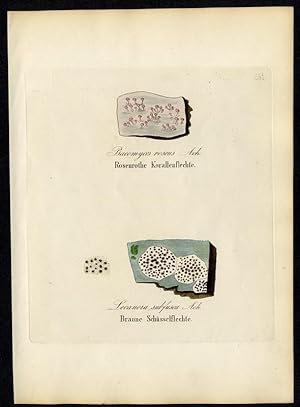 Rosenrothe Korallenflechte (Bacomyces rosens) - Braune Schüsselflechte (Lecanora subfusca)