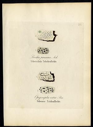 Schwärzliche Scheibenflechte (Lecidea parasema) - Schwarze Zeichenflechte (Opegrapha astra)