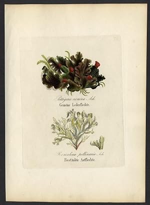 Gemeine Lederflechte (Pettigera canina) - Bestäubte Astflechte (Ramalina pollinaria)