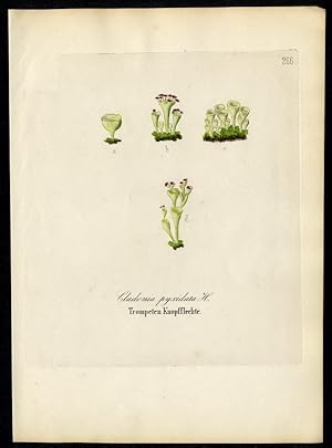 Trompeten-Knopfflechte ( Cladonia pyxidata)