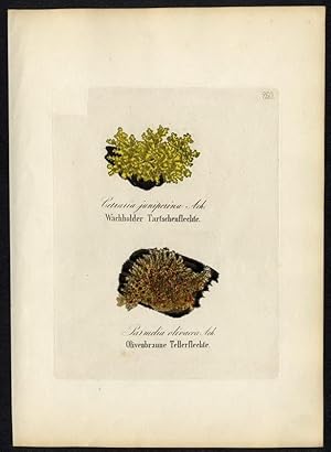 Wachholder Tartschenflechte (Cetraria juniperina) - Olivenbraune Tellerflechte (Parmelia olivacea)