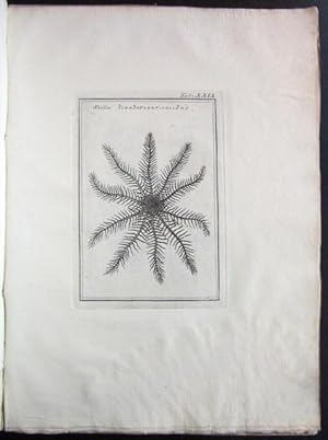 Phytobasanos -- Piscium Aliquot Plantarum Novarum Historia [in Greek]
