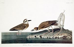 Wilson's Plover. From "The Birds of America" (Amsterdam Edition)