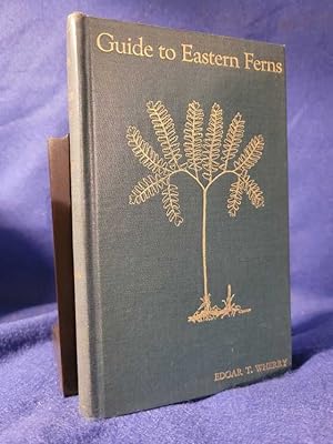 Guide to Eastern Ferns