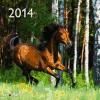 Calendario de pared 2014: Horses