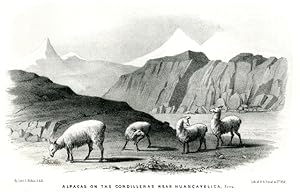 Alpacas on the Cordilleras near Huancavelica - Peru - Lithographie aus Exploration of the Valley ...