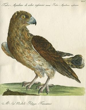 Imagen del vendedor de Falco Aquilino di color rossiccio, Plate XLII, engraving from "Storia naturale degli uccelli trattata con metodo e adornata di figure intagliate in rame e miniate al naturale" a la venta por Antipodean Books, Maps & Prints, ABAA