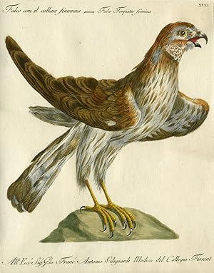 Imagen del vendedor de Falco con il Collare femmina, Plate XXXI, engraving from "Storia naturale degli uccelli trattata con metodo e adornata di figure intagliate in rame e miniate al naturale" a la venta por Antipodean Books, Maps & Prints, ABAA