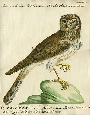 Strige, detta da alaini Falco Civettino, Plate LXXXXVII, engraving from "Storia naturale degli uc...