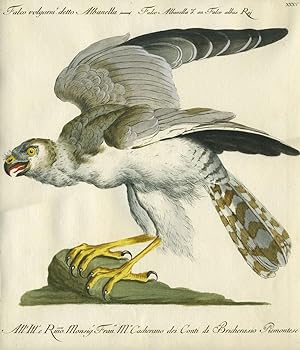 Falco Volgarm. detto Albanella, Plate XXXV, engraving from "Storia naturale degli uccelli trattat...