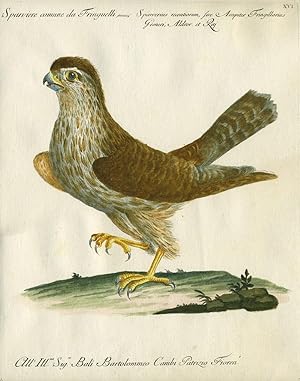 Sparviere comune da Fringuelli, Plate XVI, engraving from "Storia naturale degli uccelli trattata...