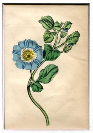 blaue Blume mit Blättern und Knospen - Farblithographie mit Keilschnitt-Passepartout