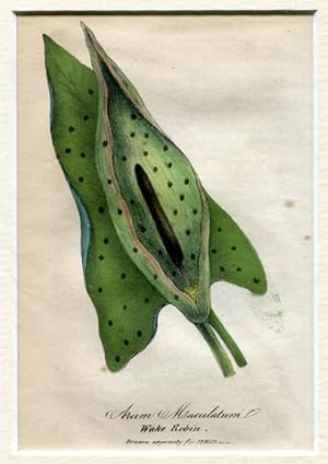 gefleckter Aronstab (Arum maculatum) - Farblithographie mit Keilschnitt-Passepartout