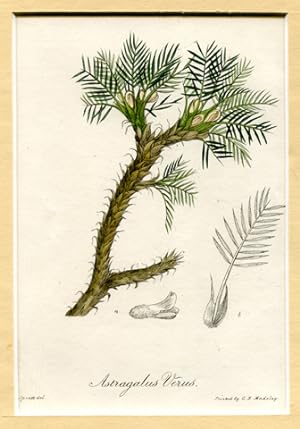 Tragant (Astragalus verus) - altcolorierter Kupferstich mit Keilschnitt-Passepartout