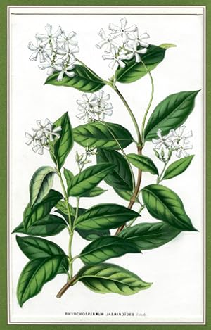 Sternjasmin (Rhynchospermum jasminoides) - Farblithographie mit Passepartout