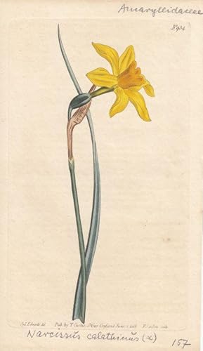 Curtis - Narcissus Calathinus. Altkolorierter Kupferstich aus Botanical Magazine Nr. 934.