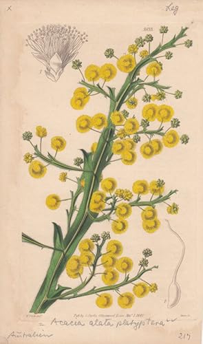 Curtis - Acacia platyptera. Acacia alata platyptera. Altkolorierter Kupferstich aus Botanical Mag...