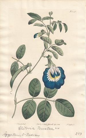Curtis - Clitoria Ternatea. Altkolorierter Kupferstich aus Botanical Magazine Nr. 1542.