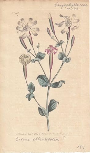 Curtis - Silene Chloraefolia. Altkolorierter Kupferstich aus Botanical Magazine Nr. 807.