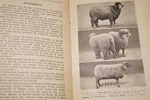 Image du vendeur pour MOUTONS BREBIS AGNEAUX mis en vente par Librairie RAIMOND