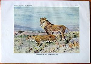 Antique Chromolithograph. Lions.