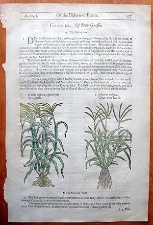 Antique Woodcut Engraving. Botanical- Dew-Grasse, Cocks Foot Grasse, and Cocks Foot Grasse with C...