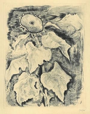 WILLI GEIGER (1878 - 1971). "Sonnenblume". Verblühte Sonnenblume mit sieben großen Blättern, im H...