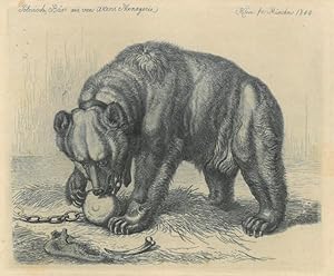 JOHANN ADAM KLEIN (1792 - 1875). "Polnisch-Bär aus van Akens Menagerie". Stehender Bär an der Kette.