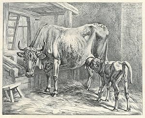 JOHANN ADAM KLEIN (1792 - 1875). "Die Kuh mit saugendem Kalb", in einem Stall nach links stehend.