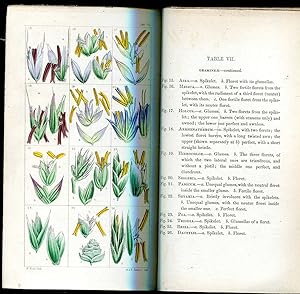 The British Flora comprising The Phaenogamous or Flowering Plants and the Ferns