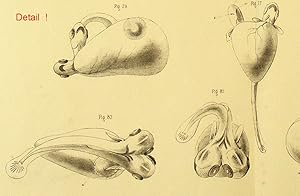 Pathologie des poissons. Traité des maladies, des monstruosités et des anomalies des oeufs, et de...