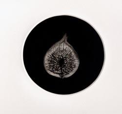 Fig. Mezzotints and Screenprints by Judith Rothchild