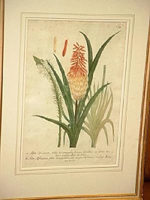 Aloe Africana, folio triangulo, longo, floribus ex luteo rubris, vulgo Iris uvaria. ( aus: Altkol...