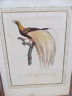 Le petit Oiseau de Paradis Emeraude. Kolorierter Kupferstich nach Barraband von Peree um 1800.