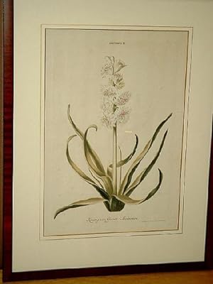 Hortus Nitidissimis: Hyacinthus II - Koning von Groot Britannien. Altkoloierter Kupferstich nach ...