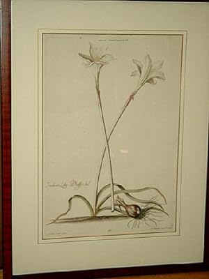 Hortus Nitidissimis: Lilio - Narcissus VI; Indian Lily-daffodil. Altkolorierter Kupferstich nach ...