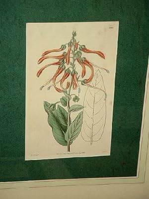 The Botanical Magazine: Lobelia Mucronata Cav. Altkolorierte Lithographie.