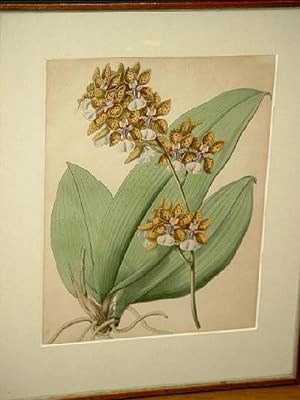 Oncidium Lanceanum: Altkolorierter Kupferstich aus " Transactions of the Horticultural Society of...