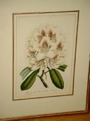 Rhododendron *Prince Camille de Rohan* Semis-Gand, Rustique. Altkolorierte Lithographie nach J. V...