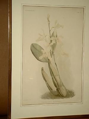 Schomburgkia Sanderiana. Farbige Chromolithographie aus Frederick Sander's Reichenbachia ( Blatt ...