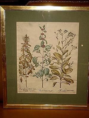 Hortus Eystettensis: Marrubium vulgare ( Mäusedorn, weißer Andorn ) - Marrubium creticum angu - M...