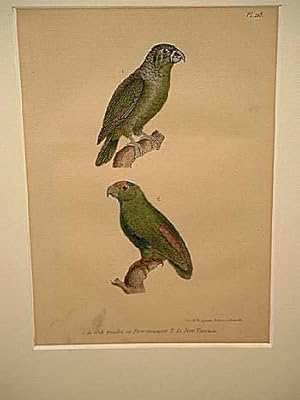 Bild des Verkufers fr Crik poudre ou Perr meunier + Le Perr Tavoua. 2 altkolorierte lithographierte Vogeldarstellungen auf einem Blatt um 1835. zum Verkauf von Antiquariat Friederichsen