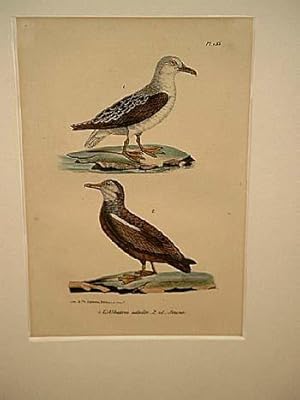 Bild des Verkufers fr Albatros adulte + i.d Jeune: 2 altkolorierte lithographierte Vogeldarstellungen auf einem Blatt um 1835. zum Verkauf von Antiquariat Friederichsen