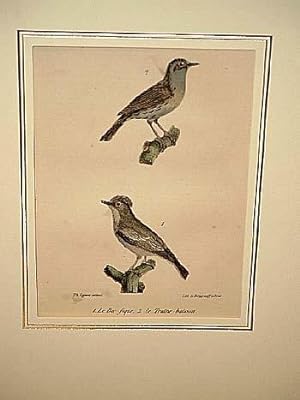 Bild des Verkufers fr Bec fique + Le Traine buisson. 2 altkolorierte lithographierte Vogeldarstellungen auf einem Blatt um 1835. zum Verkauf von Antiquariat Friederichsen